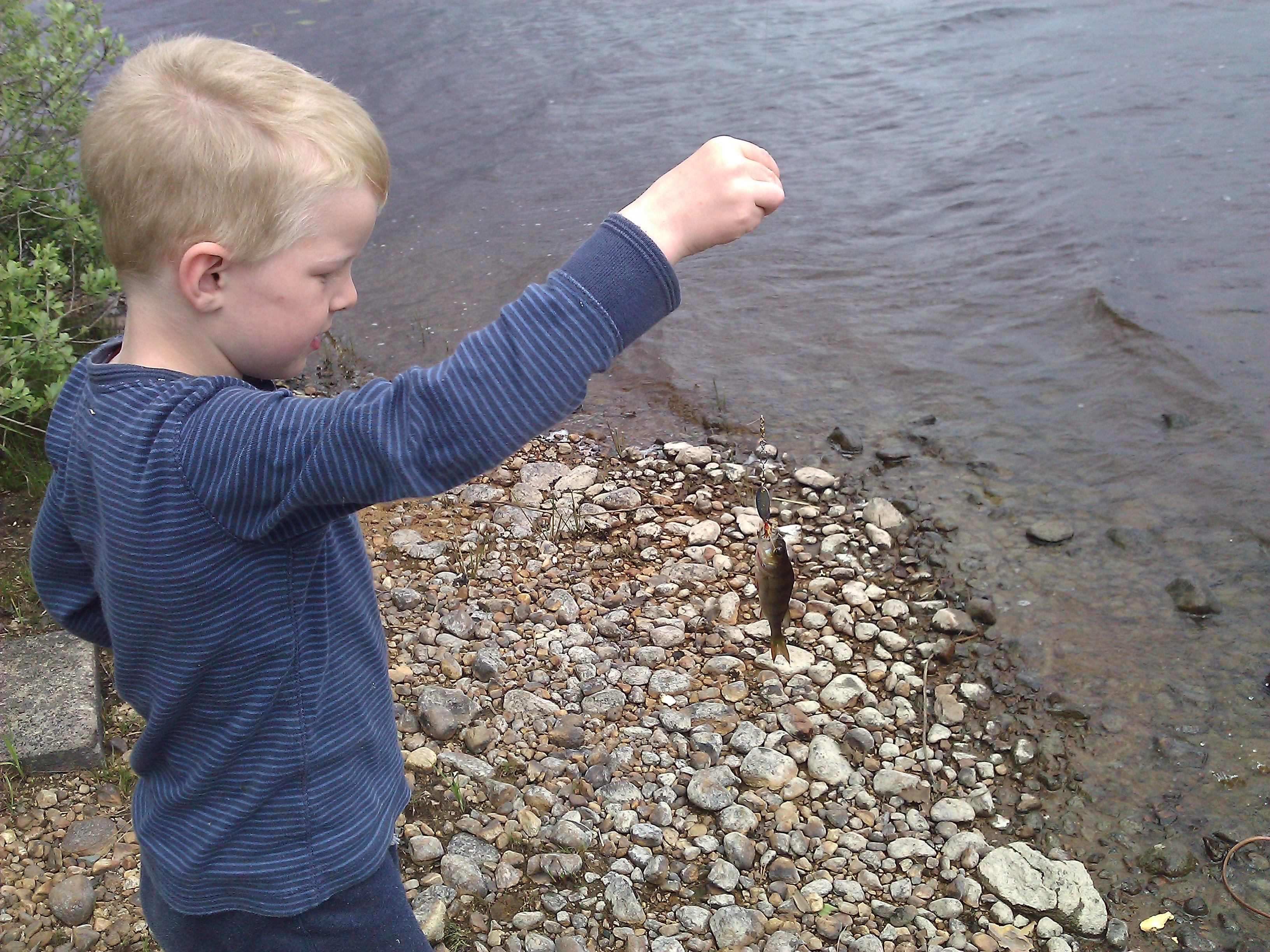 Frygtløs Aborre juni 2012